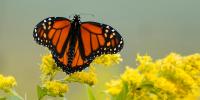 Tiny trackers help researchers follow monarch migration from Wisconsin to Mexico