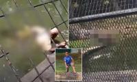 Horrifying new video of fatal crocodile attack as beast performs death roll on wildlife worker - months after staff taunted them in enclosure