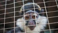 Online wildlife trade threatens thousands
