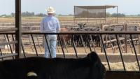Ranchers reeling from President Trump beef price initiatives