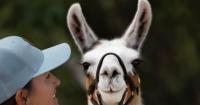 Ready for a hike? So are the llamas