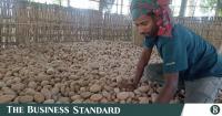 Potato exports halve as Mideast war drives up shipping costs