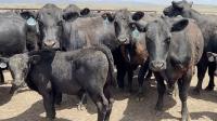 USDA wants to rebuild the American beef herd. Idaho ranchers aren't sold yet