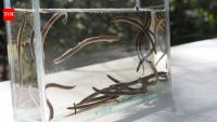 Australian ecologist found ancient ‘vegan Dracula’ 900 miles beyond its known range