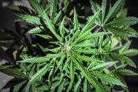 How Does Incannex Healthcare (ASX:IHL) Approach Its Cannabis Operations?