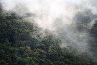 Costa Rica’s Monteverde Cloud Forest Is Drying Despite Heavy Rain