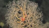 Scientists map T&T’s deep sea region