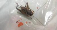 Hong Kong Customs Seizes 200 Crickets and 13kg Dubia Roaches in Illegal Import Cases