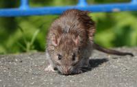 New Mexico wild rat tests positive for plague after 4 dogs diagnosed earlier this year