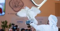 Rare falcon sells for record-setting Dh2.1 million in Abu Dhabi auction