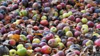 Cape Town businesses face waste changes as organic landfill deadline nears
