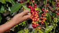 Coffee sector looks beyond the bean