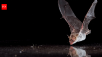 Scientists fooled 11 bat species with fake water covered in clear plastic