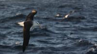 Albatrosses reveal how a volatile environment reshapes the pace of life