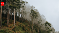 Brazil planted vast eucalyptus forests for pulp; 45 years later scientists found groundwater had fallen by 4.5 metres