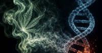 Marijuana smoke and lung cancer: An unsettled and unsettling question