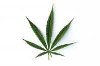 Minnesota’s THC Future