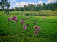 Rain continues in Latvia, monthly precipitation norm already exceeded in many areas