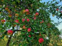 Good apple harvest this year in Latvia