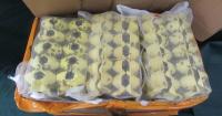 Hong Kong Customs Seizes 200 Crickets, 13kg Dubia Roaches in Suspected Illegal Import Cases