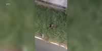 HPD releases footage of first drone-assisted arrest