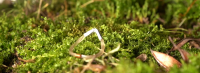 Light-Powered Robots That Keep Jumping Forever Are Redefining Soft Robotics