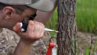 Dutch elm disease ravaged Canadian cities. Can we help trees protect themselves?