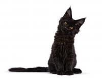 Black Maine Coon Kitten's Precious Extra Toes Make Her Feet Look 'Backward'