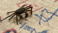 Burlap Highways Give New Taipei's Migrating Mitten Crabs a Leg Up