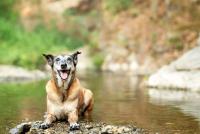 Senior Belgian Malinois Is Completely Wiped Out After the Best Camping Trip