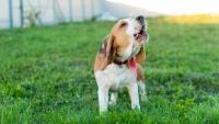 As Bhutan eliminates dog-transmitted rabies, experts stress one thing: Don’t delay after a bite