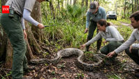 A 12-foot Burmese python revealed Florida’s bizarre new method for finding hidden invasive snakes after it swallowed a collared opossum