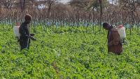 Pesticides cause 400 million farmer poisoning cases a year, study finds