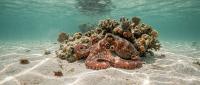 Microplastics Found in 93% of Maya Octopus Sampled off Mexico’s Campeche Coast