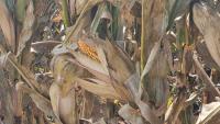 South Africa’s quarterly farm exports surge, US shipments rise