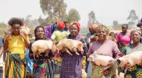 NGO distributes pigs, rabbits to women, youths in Dedza