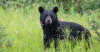 Into the Wild: Black bears in South Carolina