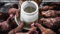 Feeding Africa: The Regional Value Chain Strategy That Could Work