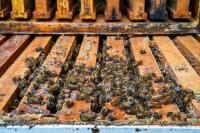 Biting back: Central State researchers breed mite-resistant honey bees