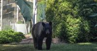 CPW says it will not provide supplemental food for black bears