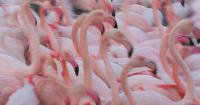 100 days of the ‘Flamingo Protests’: A test of Albania’s European future