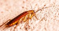 How Seasonal Weather Changes Increase Pest Problems Around the Home