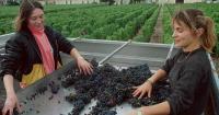 French wine output to be among lowest in 30 years