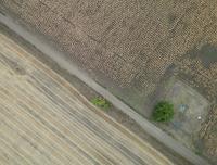 Europe's crops mature earlier due to climate change, data shows