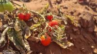 Agriculture optimism on the rise despite input cost, weather fears