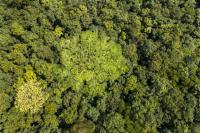 From promises to practice: Are Congo Basin forest agreements delivering?