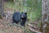 After decades of overhunting and habitat loss, black bears are slowly recolonizing the lower Mississippi River basin