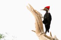 Meet The Black-Bodied Woodpecker, Whose Drum Echoes Through Paraguay’s Chaco