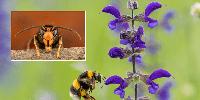Britain’s 'national bee unit' in battle to save pollinator from deadly yellow-legged hornets