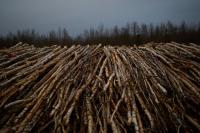 DEC: Follow the NYS firewood regulations to help protect New York’s trees